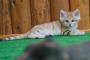 【ねこ？画像】動物園の・・・ねこ？
