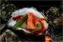 【金儲け】蒸し牡蠣を食べていたところ1.3cmの紫色に輝く真珠を発見＝韓国慶尚南道