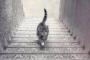 【画像】この猫は階段を「登ってる所」か「降りてる所」か世界的議論に