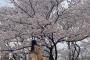 【SKE48】上村亜柚香「散歩しがてら桜見れました」