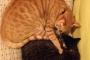【ねこ画像】おやすみねこ、生後1週間ぐらいの子猫拾ったら・・・ ほか