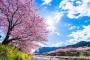 彡(ﾟ)(ﾟ)「旅館の窓から見える日本の桜綺麗やなぁ...せや！」