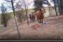 【動画】馬を追いかけるヒグマが撮影される。お前らこれ見て逃げ切れる？