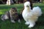 【どうぶつ画像】ねこと一緒に撮影！、ねこの乗馬、ねこがATM占拠！！ ほか