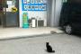 【ねこ画像】ねこの手募集中と聞いて、もふもふテクニック、ねことお布施 ほか