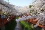 鎮海軍港祭の桜は日本桜一色、大部分が日本原産「ソメイヨシノ」…韓国原産の王桜は一本も発見されず！