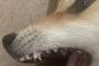 【柴犬画像】乳歯が抜ける前に犬歯が生えてきた、桜とわんこ、ごろごろ柴 ほか