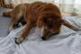 【柴犬画像】リビングで居眠り、夏の散歩、階段でぐっすり ほか