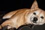私が小学校高学年の頃、突然我が家に柴犬♀がやって来た。ブリーダーをしていた父のお客さんが売れ残った子犬を引き取らないか？と持ちかけたらしい。
