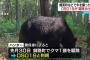 【悲報】北海道で猛威を振るった熊「OSO18」、あっけなく駆除される