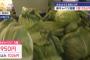 【悲報】春キャベツ“高騰”　1個1026円も…