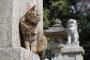 【ねこ画像】お寺のねこ、お外のねこ ほか【再】