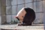 【ねこ画像】おそとねこたち【再】