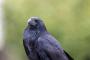 カラスとかいう「知能が高いと言われている」以外は害しかない最悪の鳥