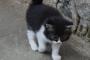 野良猫が家に勝手に入って台所を喰い荒らす  しかも信じられないことに窓を自分で開けて入ってくるんだ【再】