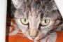 うちの猫が今さっき「○○」と言ったが、英語だろうか【再】