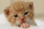 ウチの猫は、よく寝言で日本語らしき声を出すよ。  意味はまったく分からないんだけどね、母も良く聞くらしい。【再】