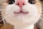 子猫をドアップしてみたｗｗｗｗｗｗ