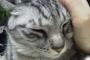 【ねこ画像】おうちのサバトラ、スコ座りふかふかねこ、避難しないねこ ほか【再】
