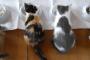 うちの猫は人間の食べ物には一切興味をしめさない【再】