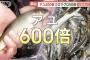 【朗報】アユ600倍、マグロ50倍の大豊漁！！関係者「豊漁すぎて困るレベル」
