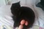 【ねこ画像】ねこの産卵！？、にくきゅうラベル ほか【再】