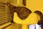 【ねこ画像】キャットタワー＆ブラインド、レーザーポインター ほか【再】