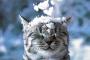 【ねこ画像】ゆきとねこ【再】