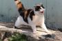【画像】 猫が本気で怒ってる！？【再】