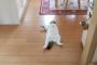 【ねこ画像】誘ってるね、ねこアスレチック ほか【再】