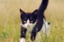【画像】 ねこのおさんぽ【再】