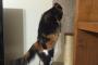 【ねこ画像】キャットタワーに入り込むねこ、鼻まわり真っ黒 ほか【再】