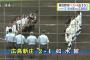 広島新庄２年生左腕のエース堀が１２奪三振１失点完投　これで準決勝進出は５年連続、悲願の夏甲子園まであと２勝【高校野球広島大会２０１５：広島新庄２対１如水館】