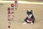 毎日が夏休みでござる　前の人の質問に答えるスレ