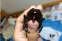 カブトムシのペニスｗｗｗ画像