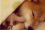 柴犬が黒でも茶でも豆でもかわいいｗｗｗ画像