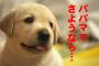 【非常識】犬にタマネギを食わせている飼い主が急増中しているらしい！