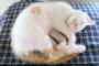 i phone で撮った猫画像よこせ。…いや、ください。