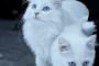 猫『雪の進軍』