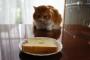 猫　『食パンにはまってしまった……』