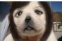 【整形キチガイ】韓国でペットの美容整形が大流行！犬の目を大きくし二重に