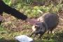 【画像】野良猫のふりをして餌をもらうタヌキｗｗｗｗこの可愛さに化かされるｗ