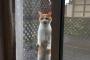 【悲報】猫様が脱走した直後に不運に見舞われた時の表情ｗｗｗｗｗｗあるある