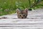 【画像】この猫、『地獄の黙示録』のマネ？