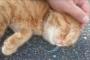 【画像】猫をモフモフした気分になる6枚