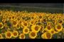【悲報】ひまわり動画、アニメ「ワンパンマン」の担当決めで大荒れｗｗｗｗｗｗｗｗｗｗｗｗｗｗｗｗ