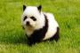 ”中国産愛玩犬”の『凄絶に悲惨な正体』をフジテレビが赤裸々に暴露。あまりの鬼畜さに視聴者は絶句