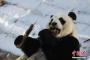 【画像】大雪の中国で凍えるパンダｗｗｗｗｗｗｗｗｗｗｗｗ