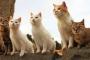 島民の6倍！日本に存在する猫の楽園『青島』に外国人メロメロ（海外反応）