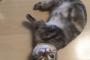 【画像】どんな生き方したらここまであざとくなれんだよ……かわいすぎか！